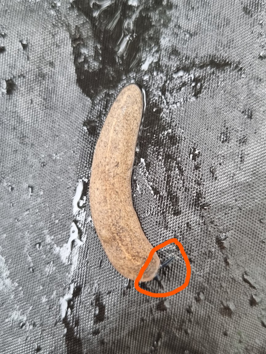 Inkeda slug_LI.jpg