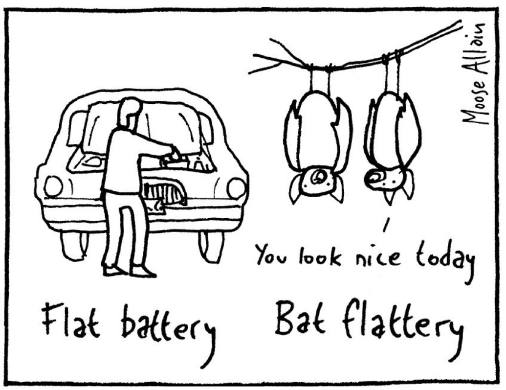BatFlattery.jpg.c76245c537a3719587fe9b1cabf52443.jpg