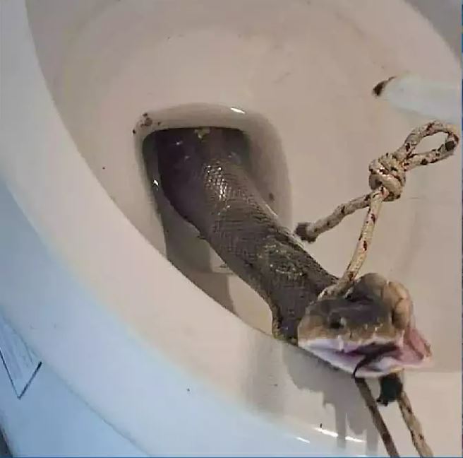 Capture.JPG.4a9f54df1a9b7654643ecd0210ce60bd.JPG