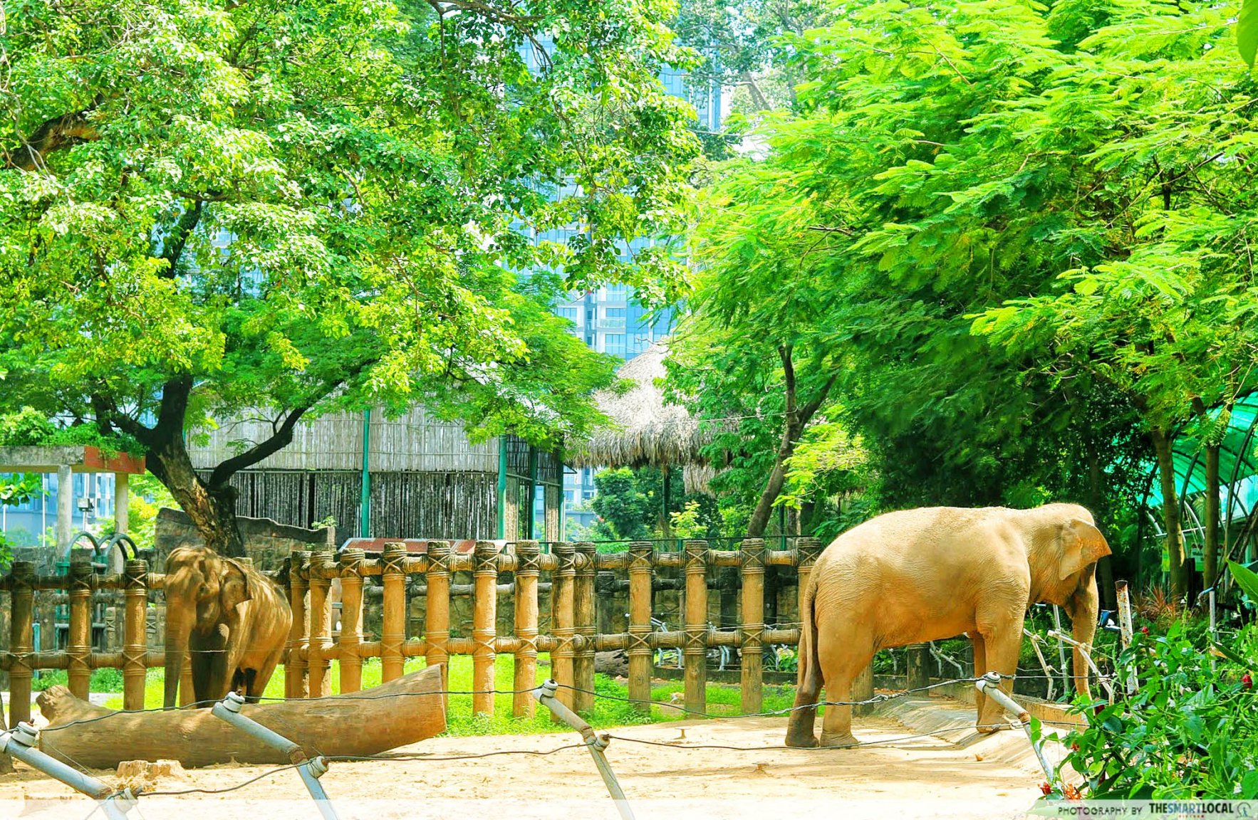 Saigon-Zoo-guide-6.thumb.jpg.403e2718f8e4e2e5b30a13facdaf6620.jpg