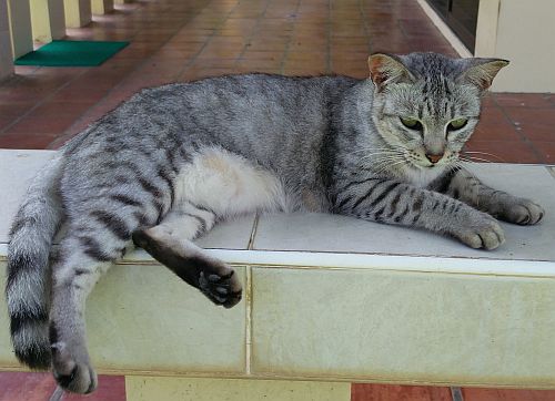 SilverTabby500.jpg.840fa63de2dc9ec6220b4446710d8dcb.jpg