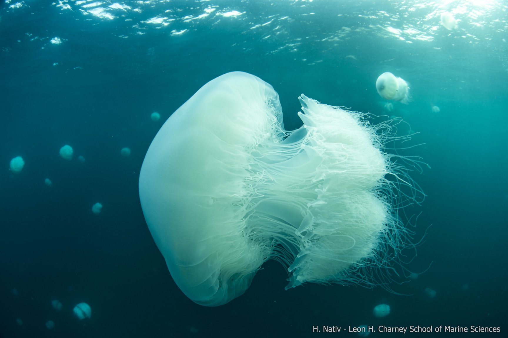U-Haifa_jellyfish-1.jpg