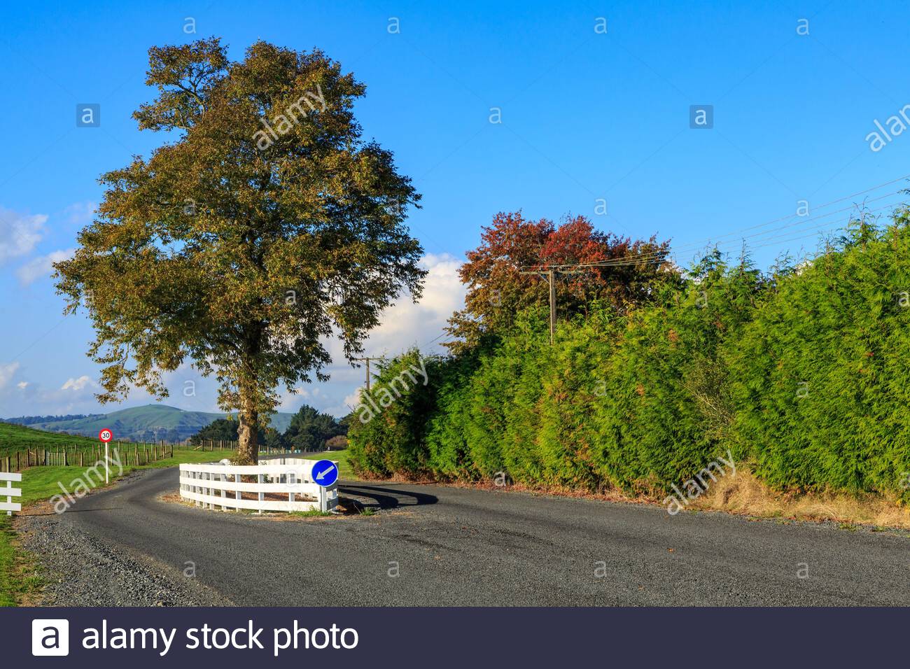 a-rural-road-in-the-waikato-region-new-zealand-with-a-tree-growing-in-the-middle-of-it-a-white-fence-protects-the-tree-from-cars-2G74JAH.jpg.b13350e01f0aa583d229ea9e481bfeef.jpg