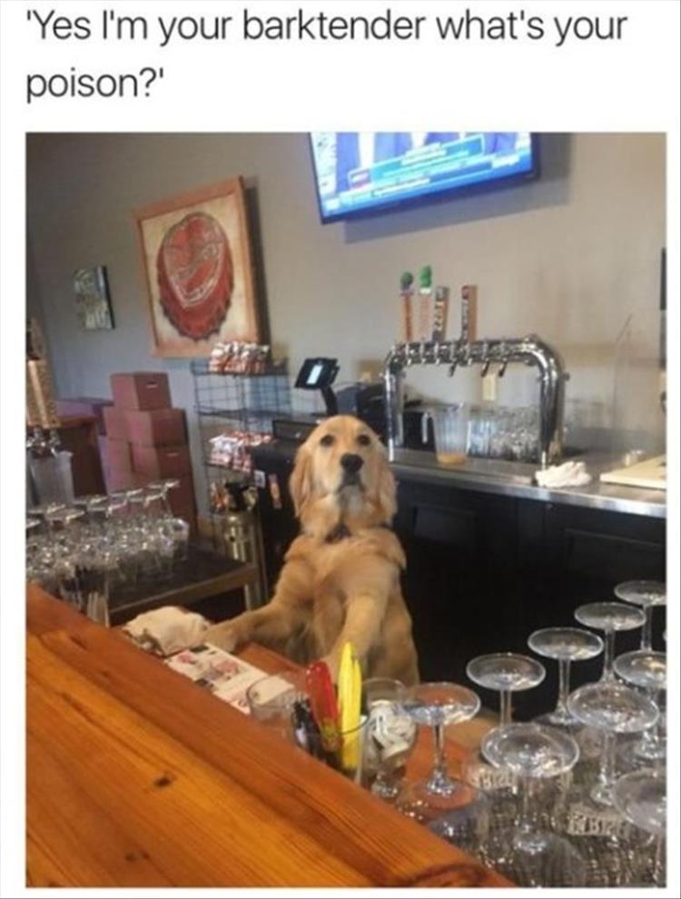 barktender.jpg.8f93cea6ecf84b78ea2caf229822a45a.jpg