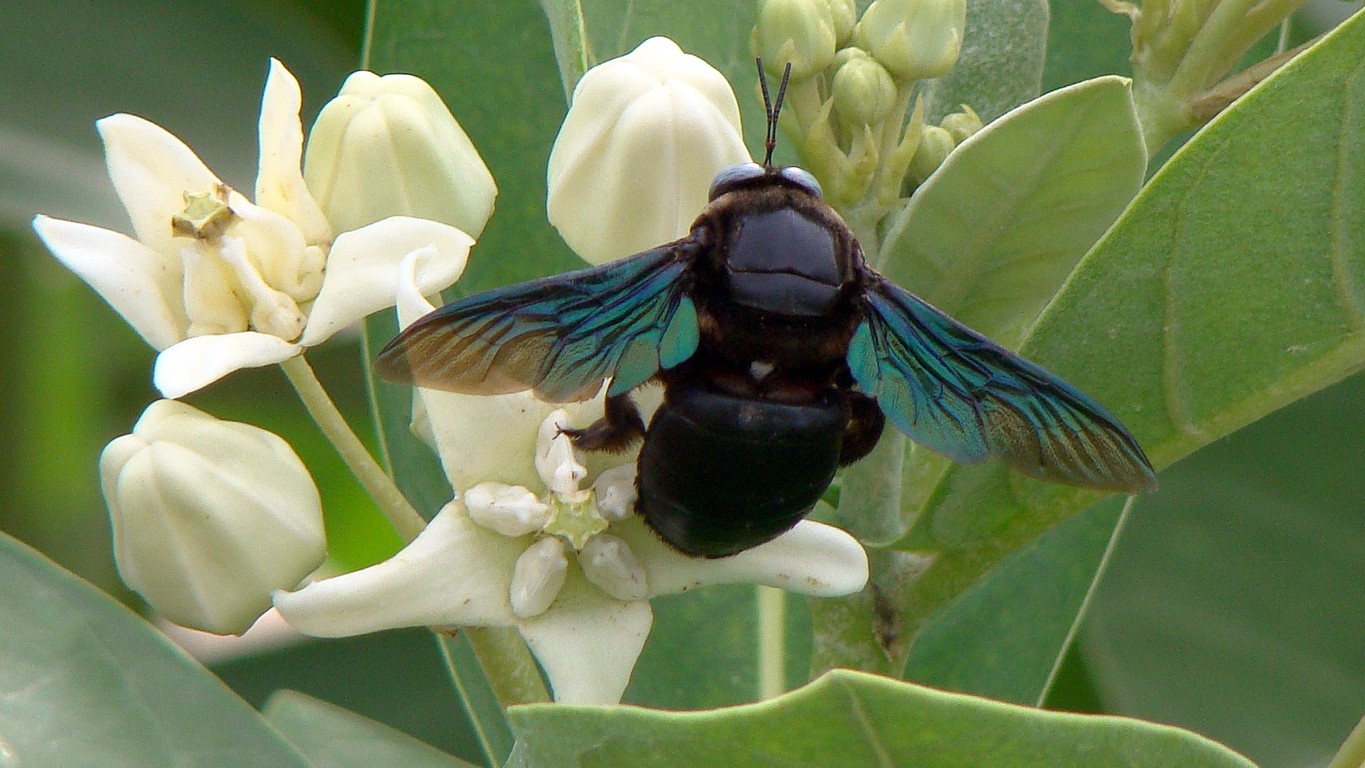 bee.jpg.0ec0dee7d571b4bf170f6100829ef025.jpg