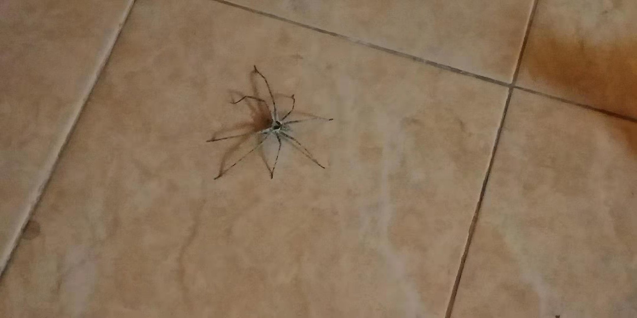 huntsman.thumb.jpg.5626849de5a06695c0729fd1e3def742.jpg