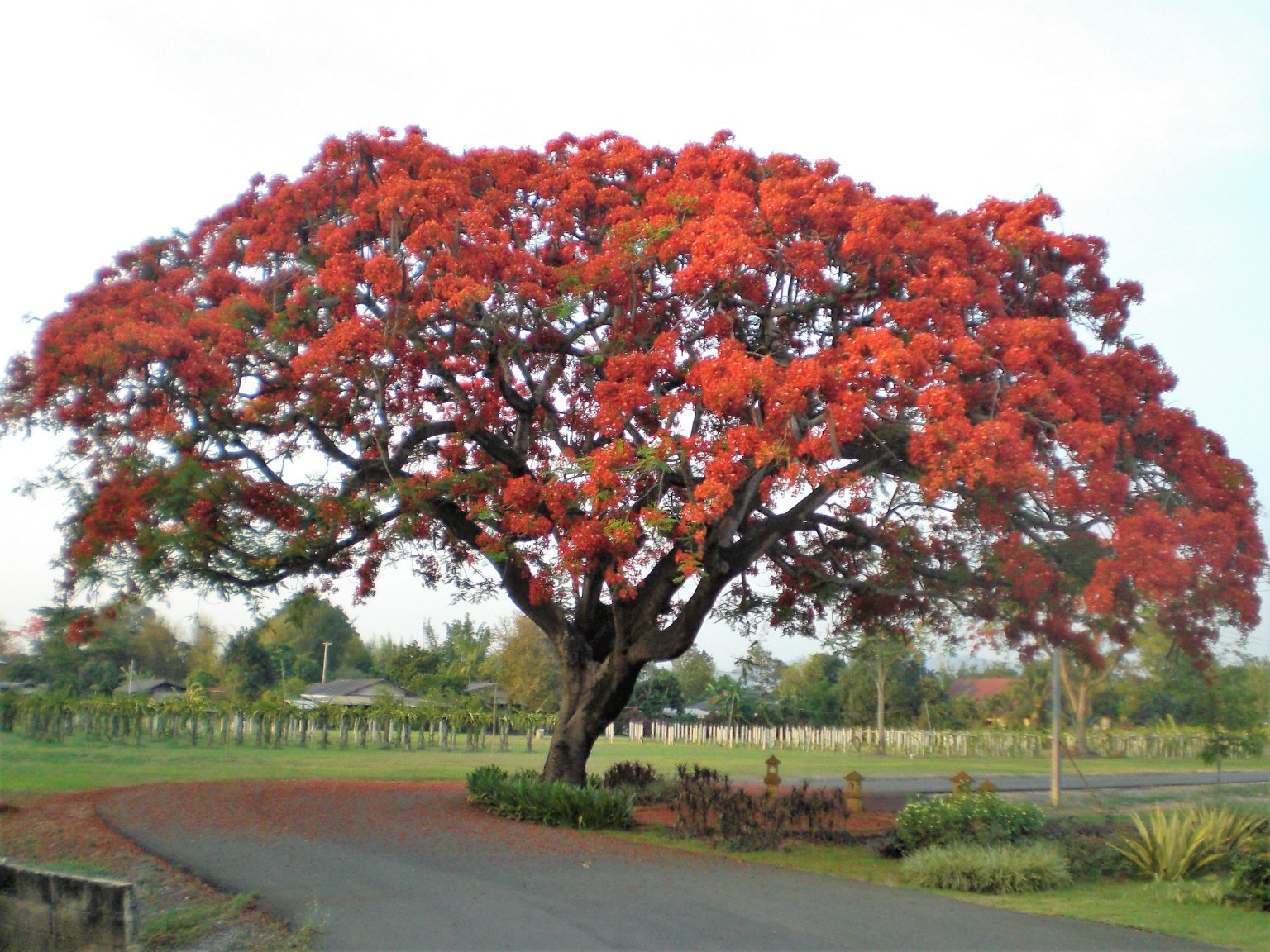 where-to-buy-large-trees-not-palms-farming-in-thailand-forum