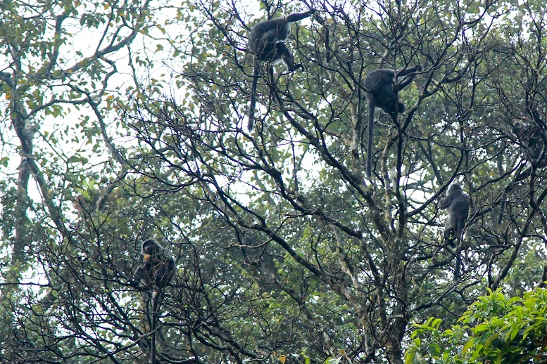 2021-10-07T010806Z_1_LYNXMPEH9601C_RTROPTP_4_INDONESIA-ENVIRONMENT-JAVAN-GIBBONS.JPG