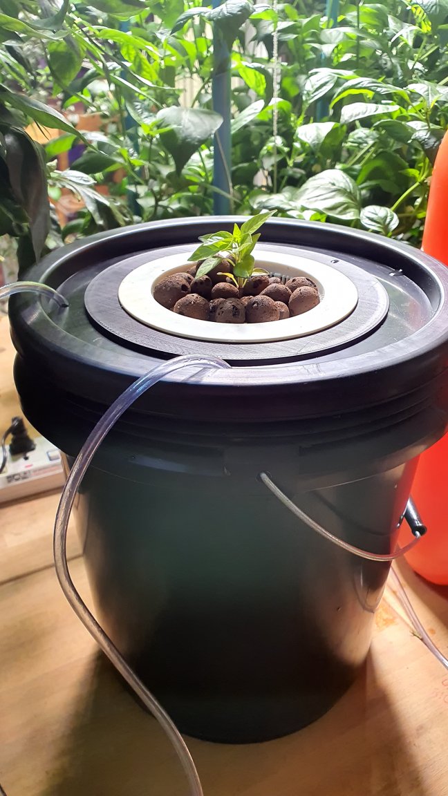 yellow jamaican potted up into 10L container sm.jpg