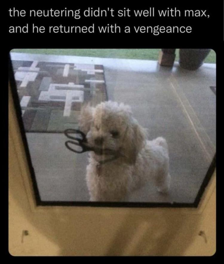 37119367_dogscissors.jpg.7616f62df00dadca4943723f039fd66e.jpg