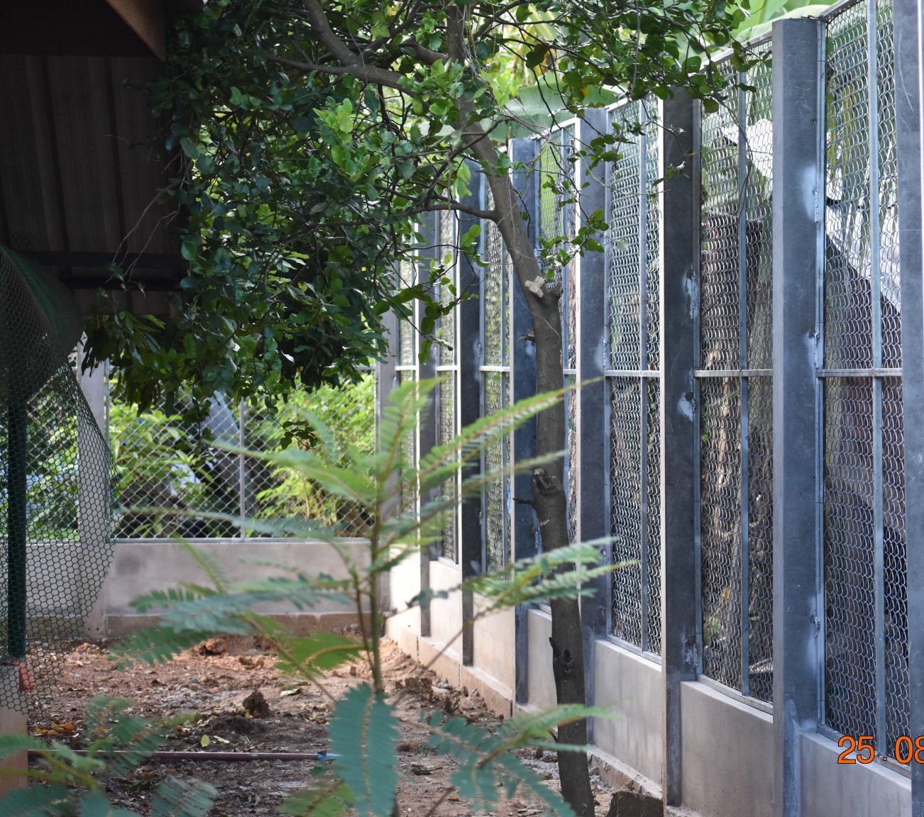 New fence (2).JPG