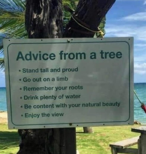 AdviceFromATree.jpg.7a24fdbcb7297b352fb543cda374e1b7.jpg