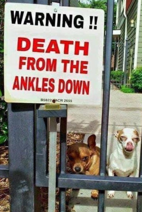AnkleBiter.jpg.6d5c577dbbcf8e049dfeb5e231a40486.jpg