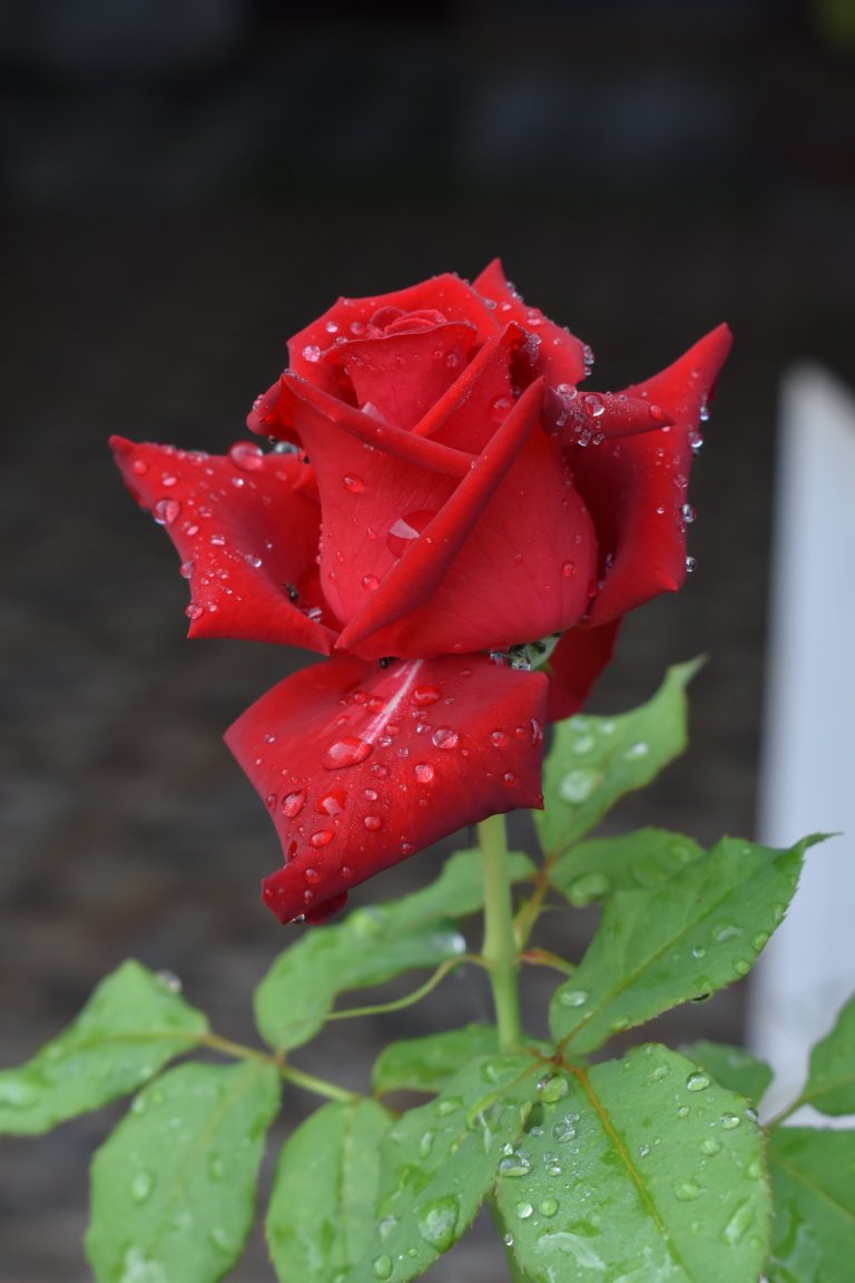 DSC_6489.JPG