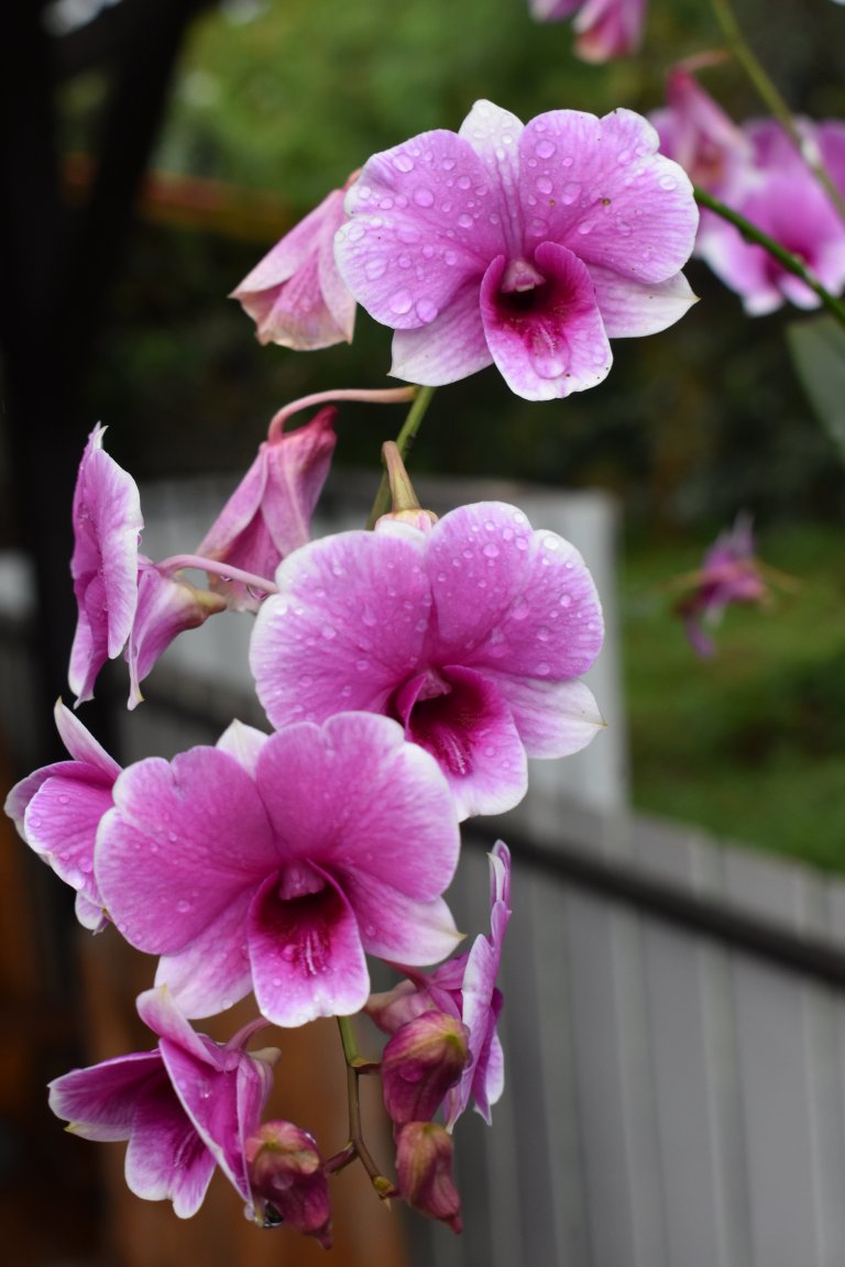 DSC_6499.JPG
