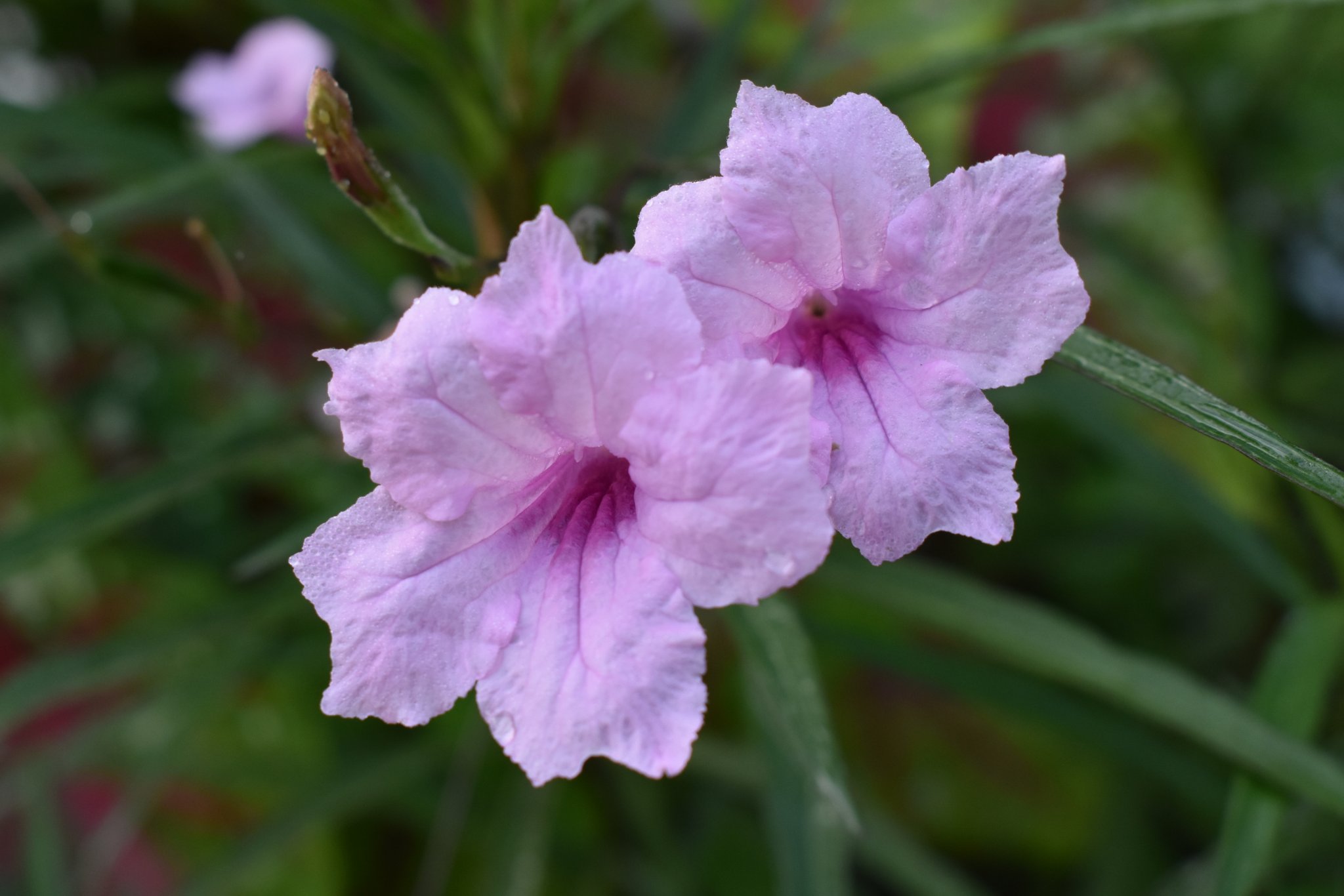 DSC_6510.JPG