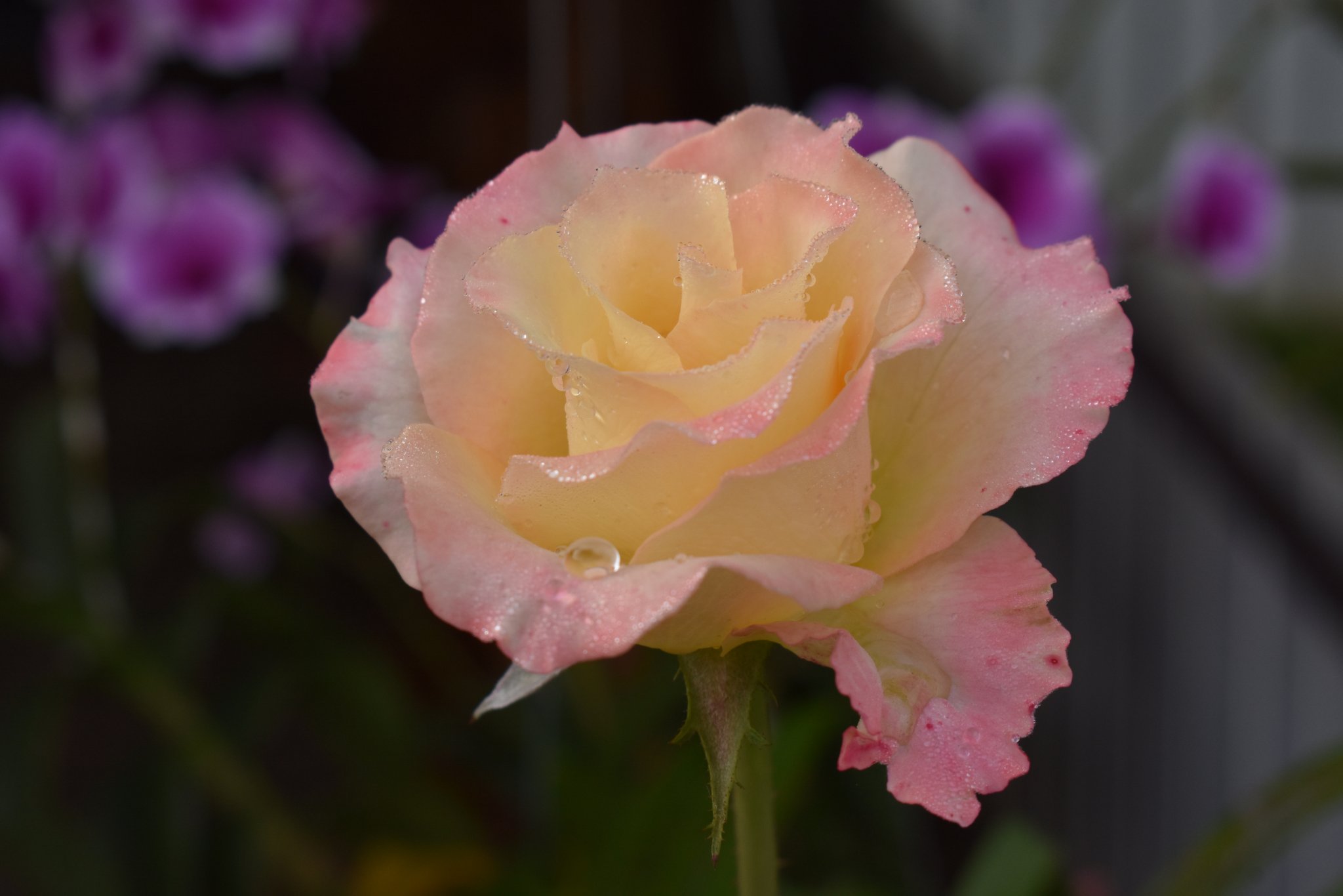 DSC_6522.JPG