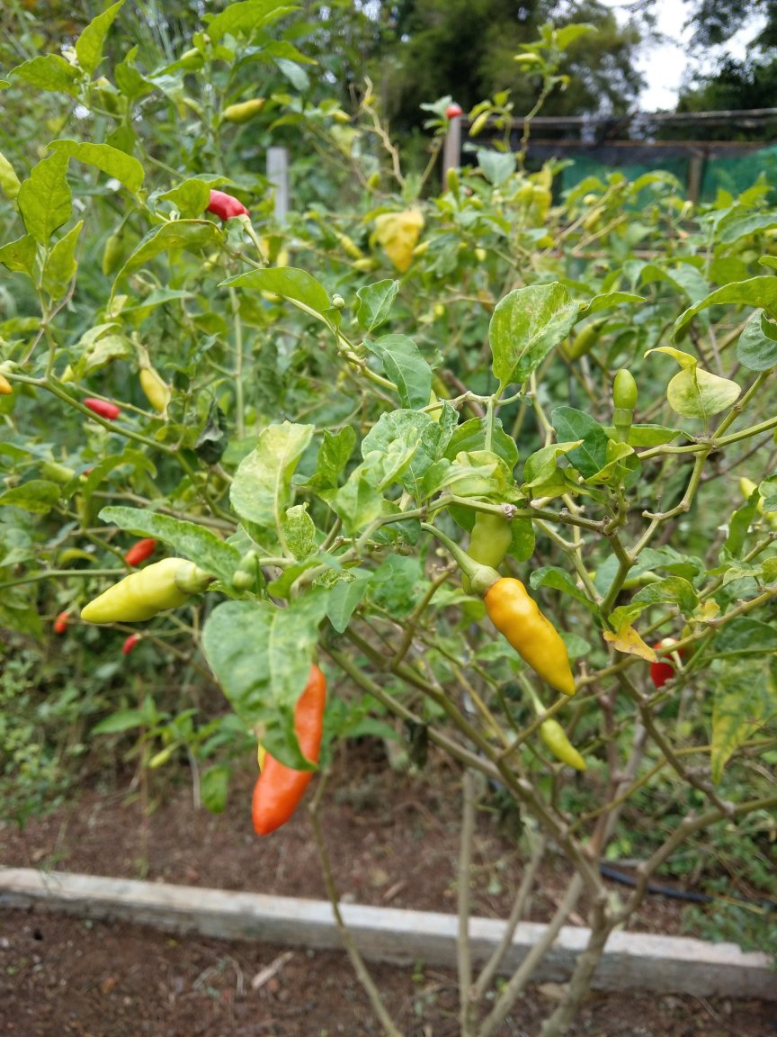 IMAG1216.jpg