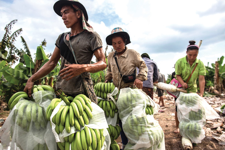 Photo-4-Workers-in-Plantation.jpg.c108d320e87d00240bf417af2332a688.jpg