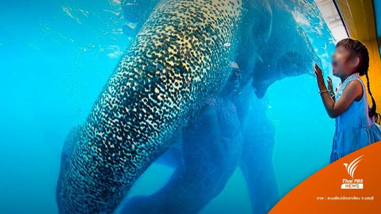 elephant-swim.jpg