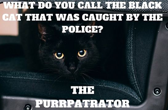 purrpetrator.jpg.0a114ce3ab9b01dbd243f416784b768e.jpg