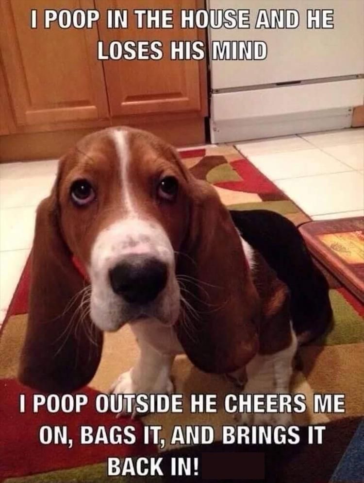 1968809562_dogpoop.jpg.943663d07ba1f535f271d0dd54aa86b2.jpg