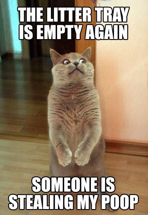 583293588_catpoop.jpg.b371103fc30e72398c865d70c3922817.jpg