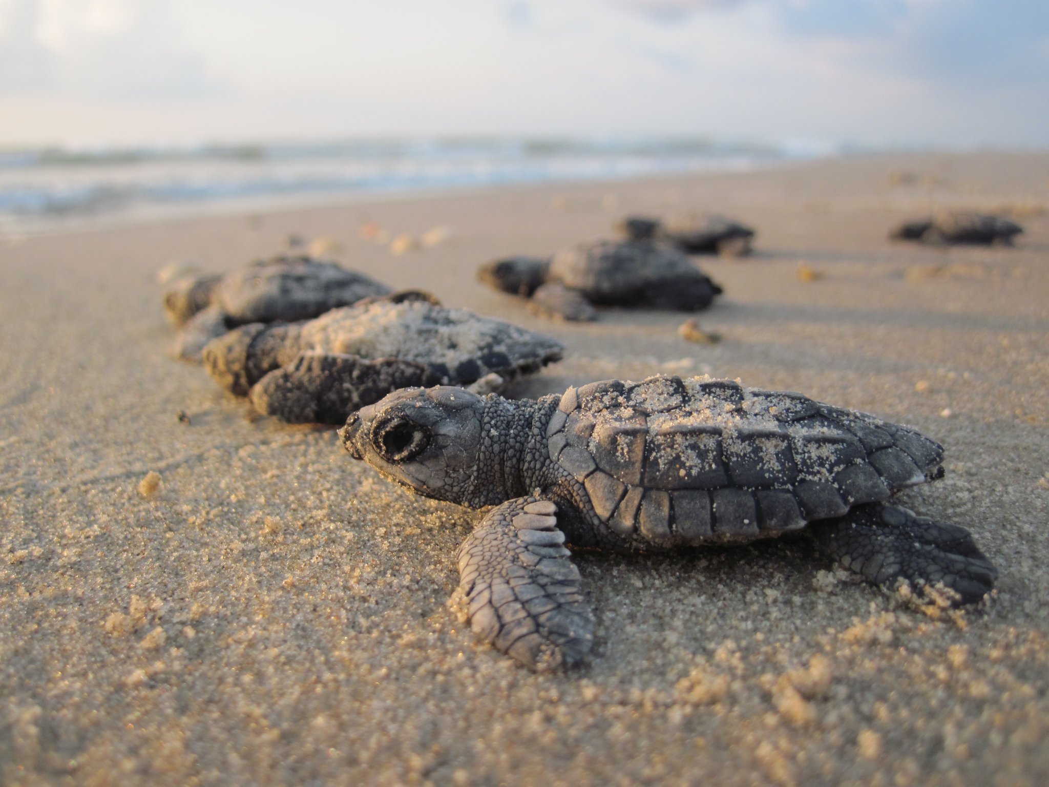 NPS-KempsRidley-Hatchlings.thumb.jpg.c88e03de65297e719b429d813f4f896c.jpg