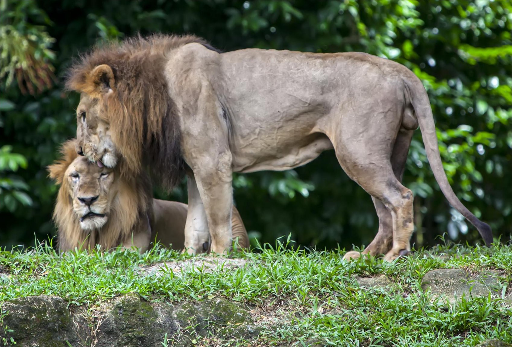 Singapore_Zoo_Lions-1_(11655941893).thumb.jpg.0b217ffc2798dac7d2641dd518247a02.jpg