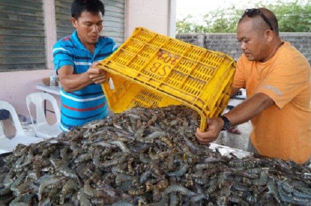 Tiger-shrimp-sorting-Image-from-J.-Genilza-RD-Dianala.jpg.66fc32978c460dee946809f33de602ef.jpg