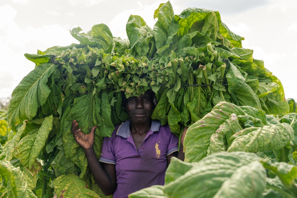 afp-20200418-zimbabwe-tobacco.jpg.afe32a0a1c80766ce762b468ca98a0b8.jpg