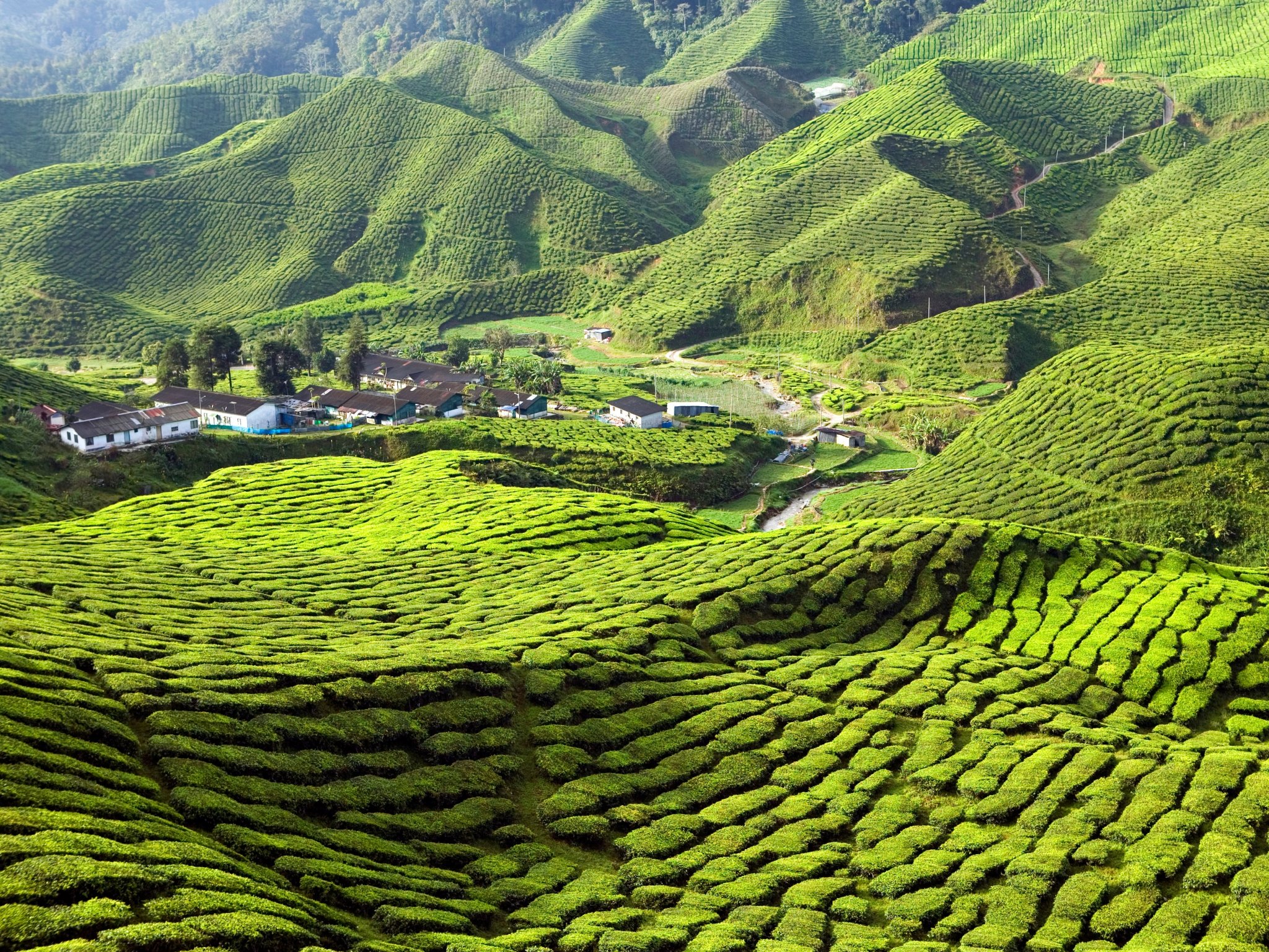 cameron-highlands-GettyImages-174630125.thumb.jpg.2f46de0ce6019789f5b43e4da6919667.jpg