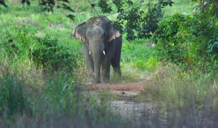 elephant.jpg.d87570fca974f804d29f9a49fe4870aa.jpg