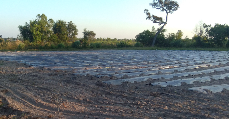 eucafarm005.png.778d86e46c2a12e2bdfc5e2a820683be.png