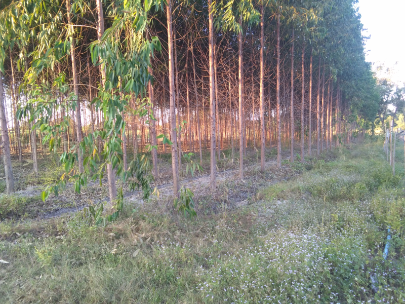 eucafarm02.png.1130d037791107df7ed65b22c2fe22bd.png