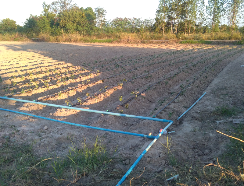 eucafarm05.png.6028850fef158ed61acff10dd378e7d4.png