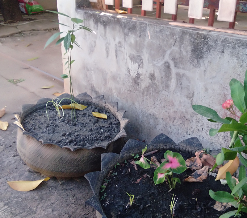 newplant.png.8cf9e54c24dbcf8fb4bc894e6544dfe0.png