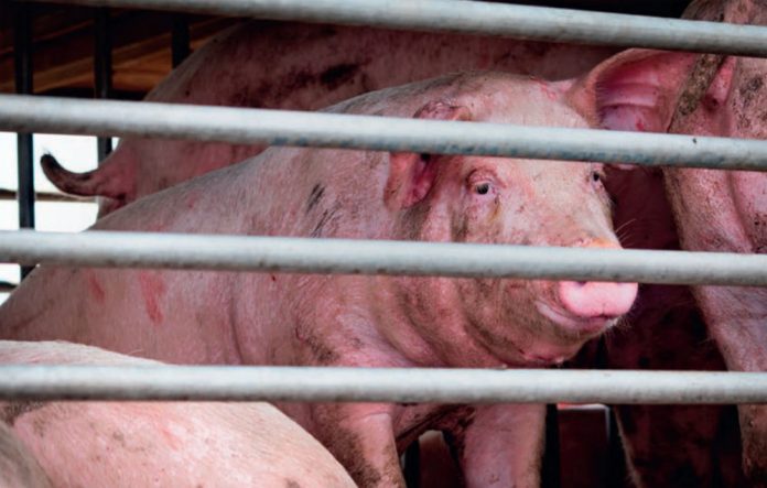 pig-slaughter-696x443.jpg