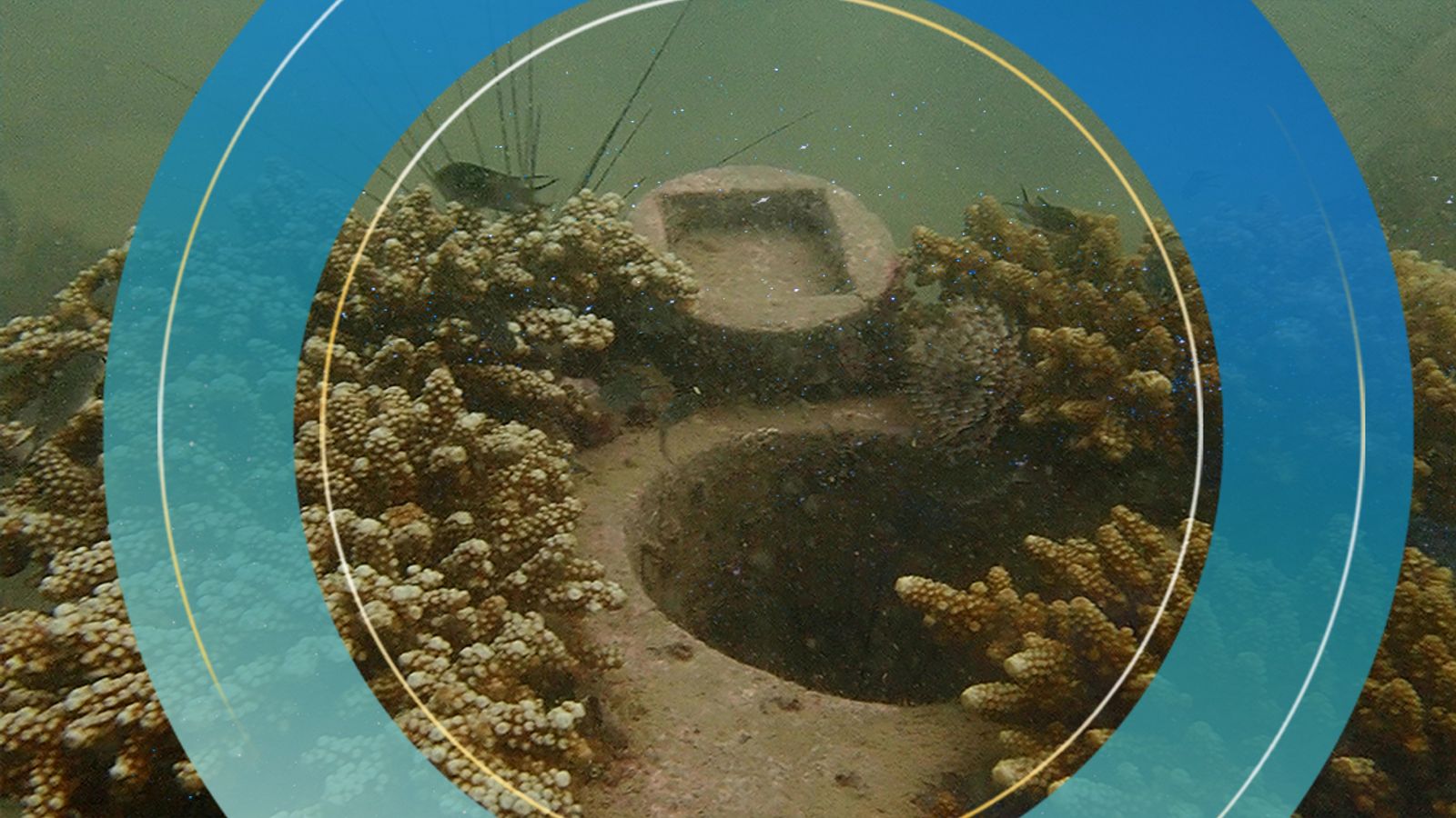 skynews-reef-thailand-graphic_5563607.jpg