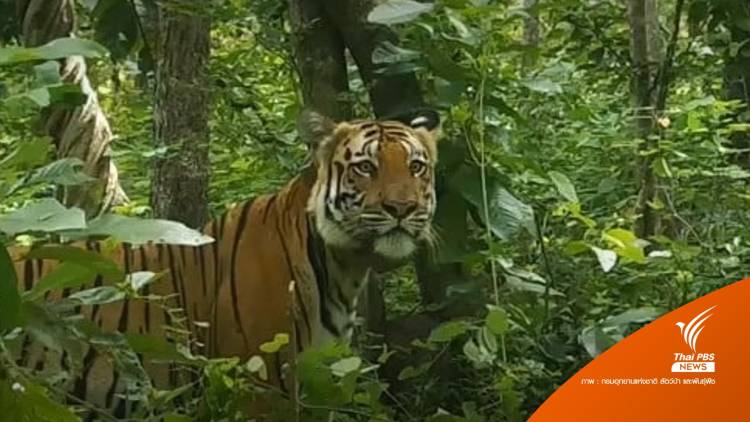 tiger-301121..jpg