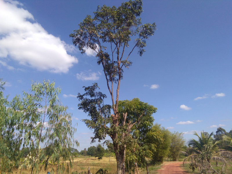 treecutdown.png.c2ba2534f0aeed67ebc54a47b6460153.png