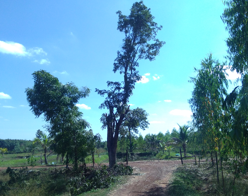 treecutdown00.png.21090223357c25dea9f1980f59486545.png
