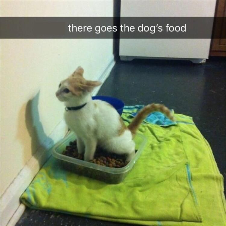 1023314048_dogfoodcatlit.jpg.e2933e1cbdbf76fd7e0a0cee1a3660c5.jpg