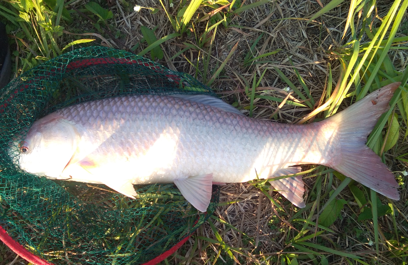 1409823959_milcatchcarp01.png.d0626e1d1d7e322bfa686105b0b9343e.png