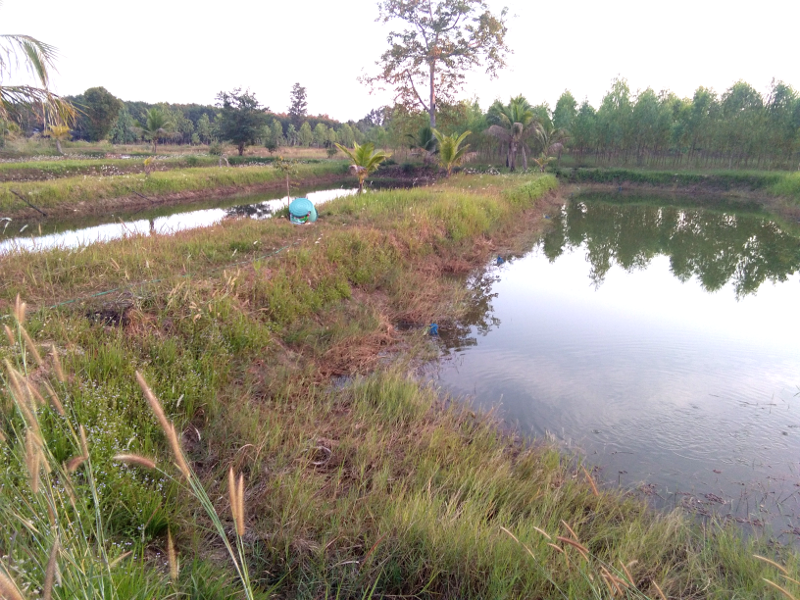 1472779878_ponds3and4.png.45a829e4b0fa8294d3f7b64c2dfb89c8.png