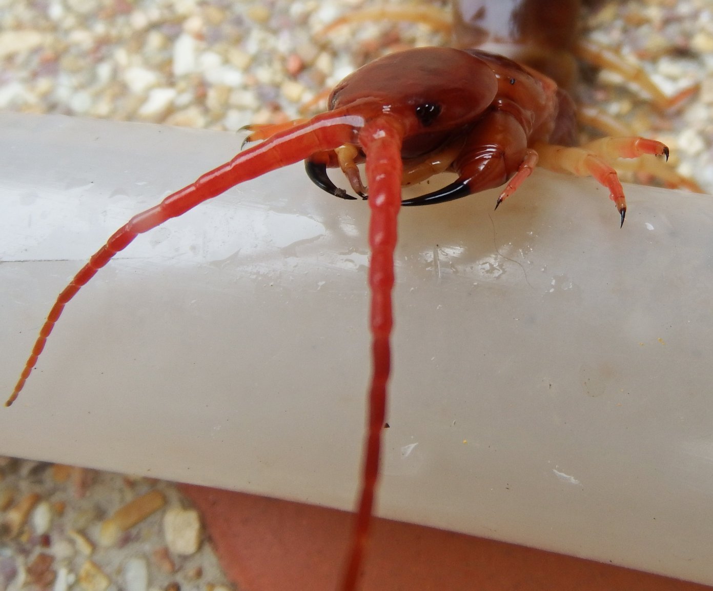 centipede head and fangs.JPG