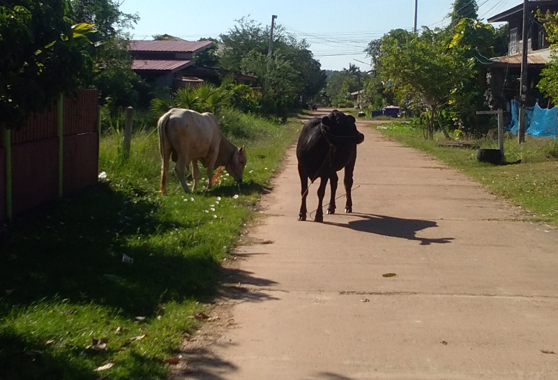 1517398917_cowscomehome00.png.4351739e3d6f43b7f9d3501bbaf10d57.png