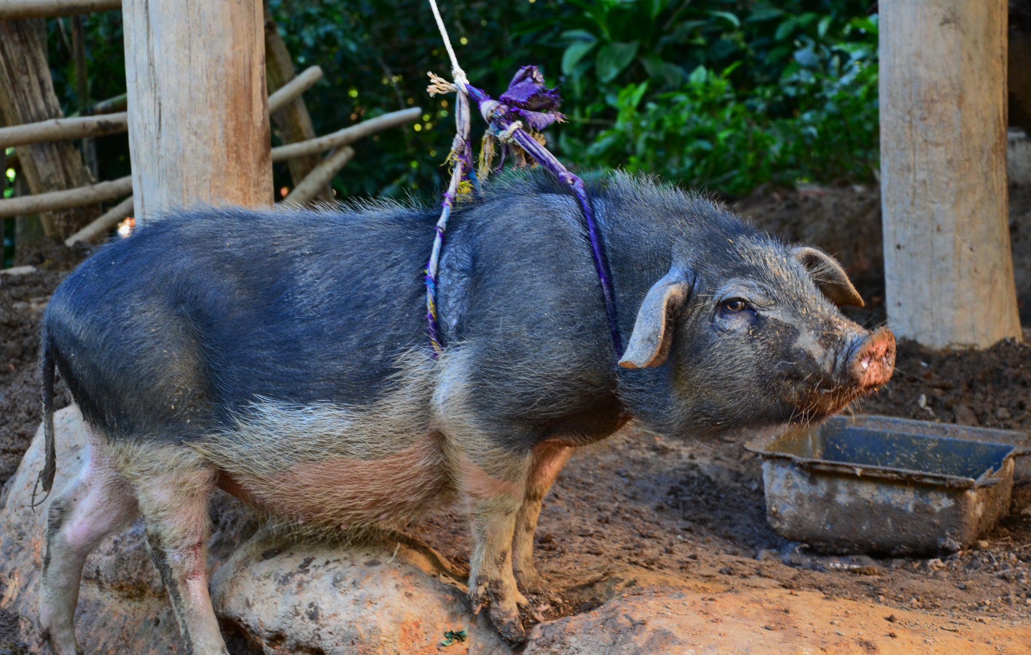 pig tied.JPG