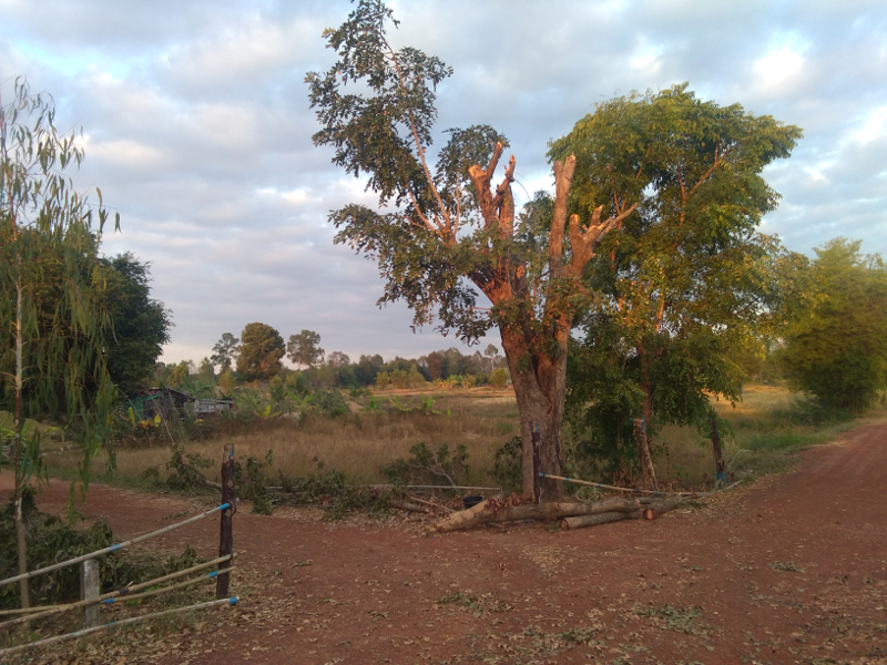 1752453016_cuttreedowm00.png.7ee879ea72797a1c6b98a9a1d4caf138.png