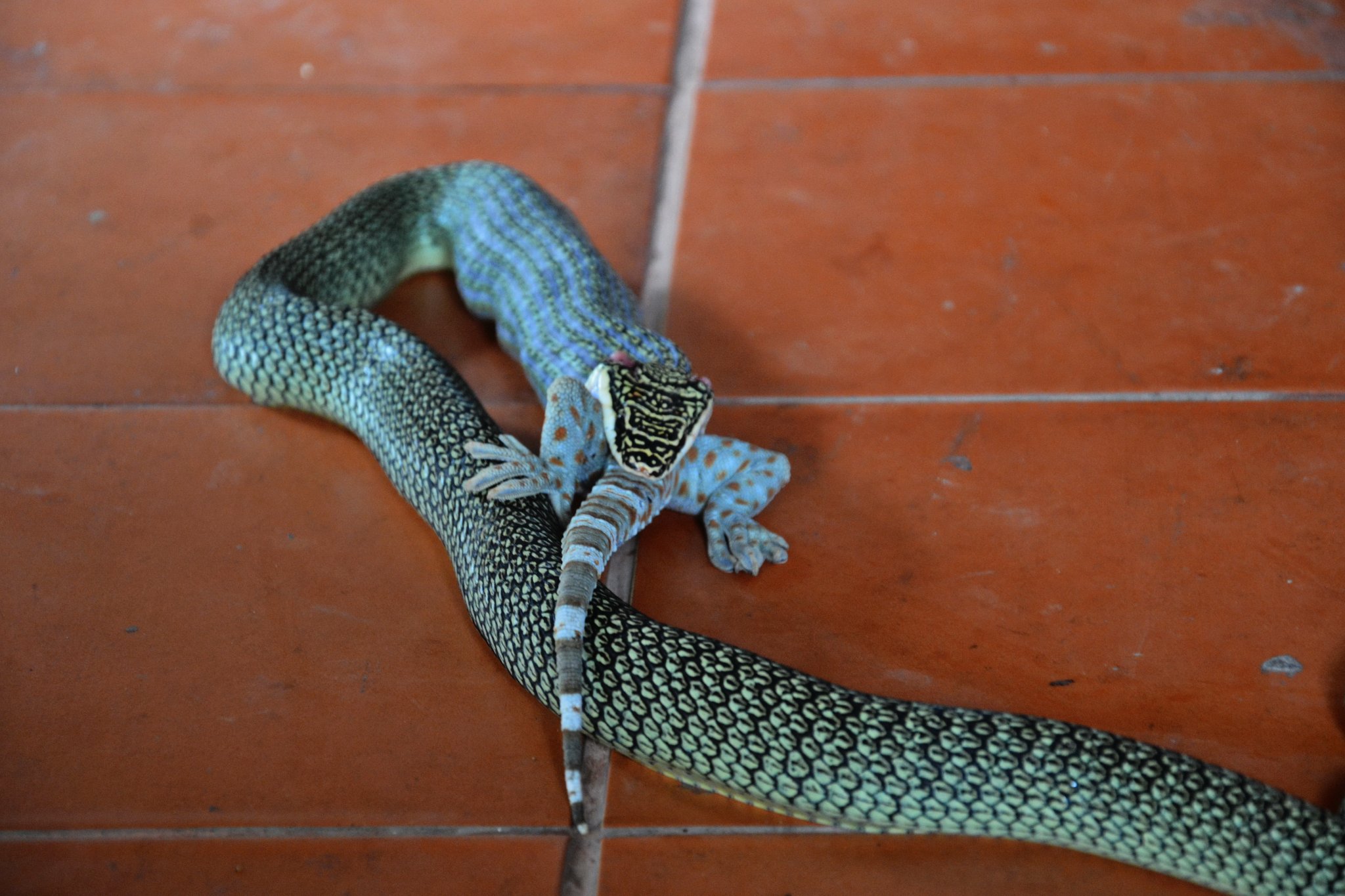 eat tokay.JPG